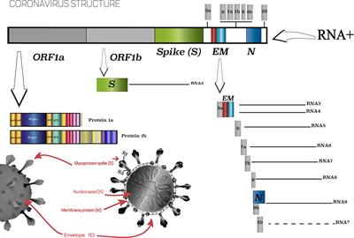 Frontiers | Perspectives And Challenges In The Fight Against COVID-19 ...